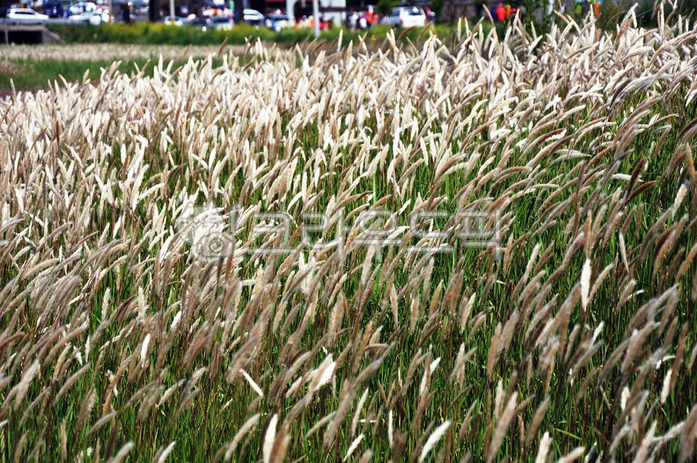 overcrowded,tall,yellow,grass,full,parked,trees,parking,congested,busy,lot,park,crowded,road,packed,field,occupied