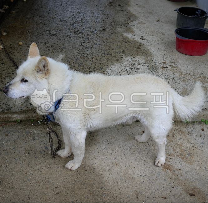 Sigorzab species,mixed dog,Baekgu,country dog,Jindo dog