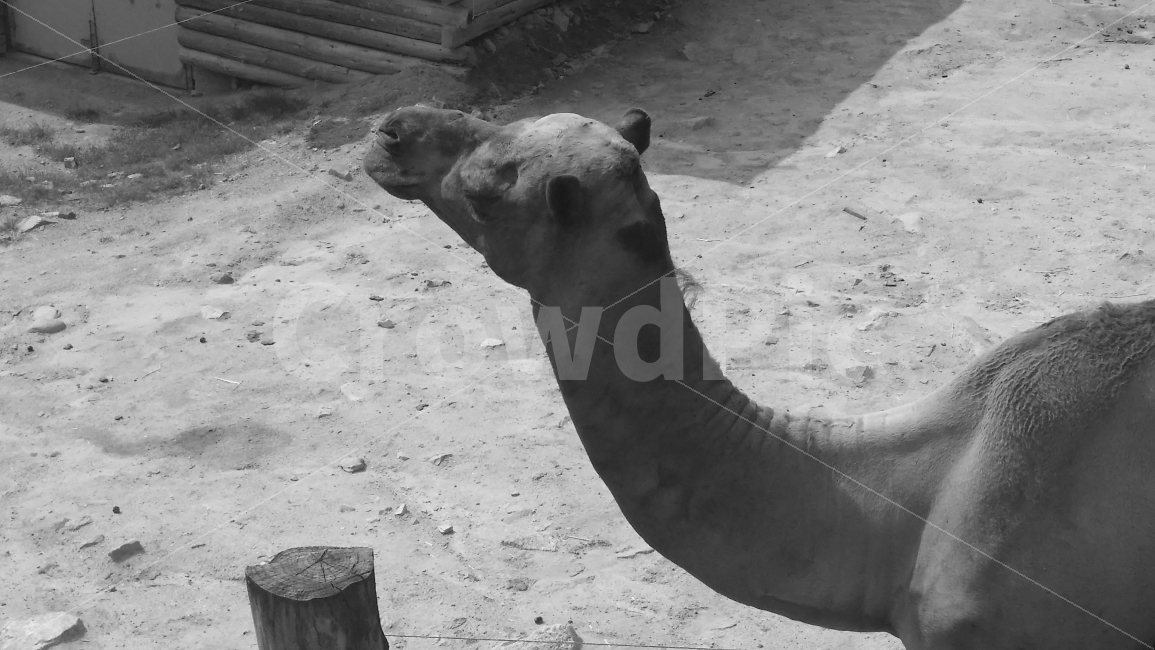 낙타,울타리,동물,동물원,포유류,자연,동물사진,흑백사진,흙,camel,사막,사막동물,animal,야생동물,흑백,옆모습,동물,animal,포유류,mammal,흑백,모노톤,monochrome,black and white