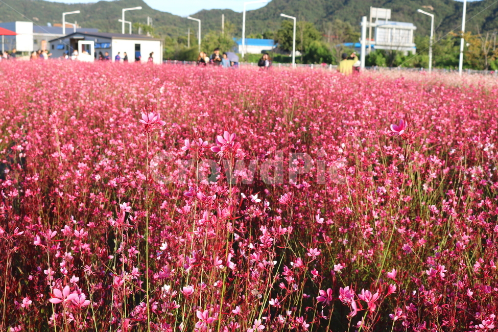 꽃,가우라,분홍바늘꽃,식물,자연,가우라꽃,분홍꽃,양주,천일홍축제,축제,경기도,나리공원,자연,풍경,nature,landscape,식물,plants,꽃,flower