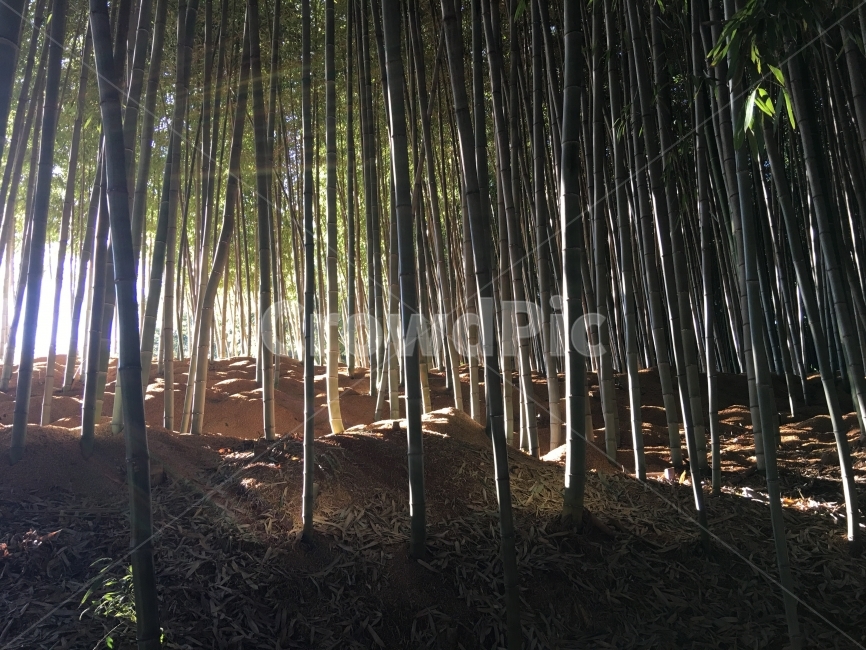 대나무,대나무숲,숲,햇빛,숲속,자연,풍경,nature,landscape,식물,plants,나무,trees,wood,휴식,힐링,rest,relaxation,healing,plant