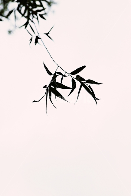 버들잎,버드나무,나무,나무잎,배경,식물,자연,plants,nature