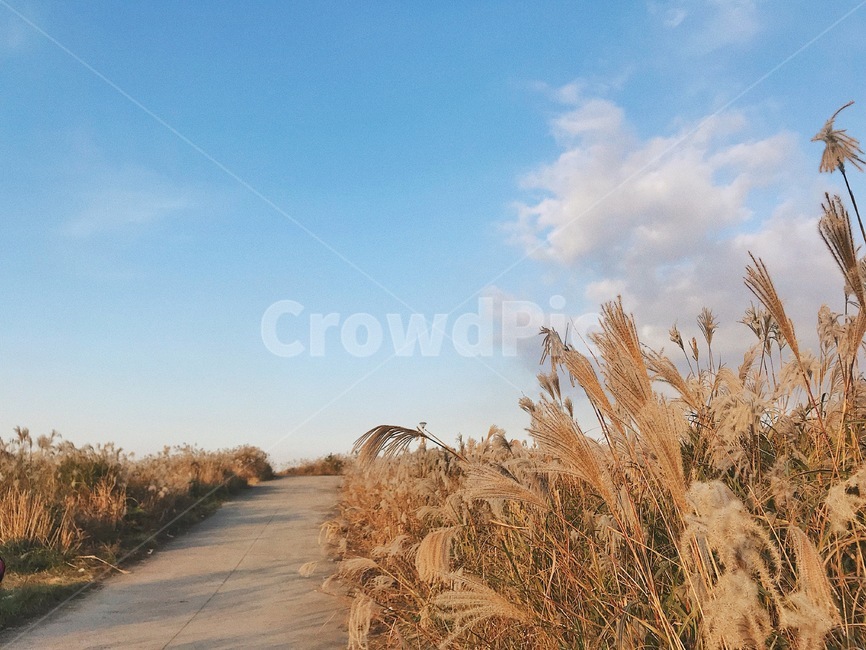 갈대,억새,자연,가을,오름,가을,계절,fall,autumn,season,자연,풍경,nature,landscape,grass,잔디,plant,식물