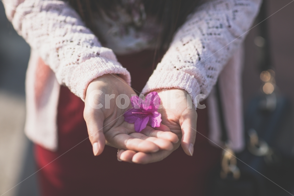 꽃,손,사람,여자,주다,flower,hands,human,girl,give,꽃,flower,사람,인물,인간,human,person,신체일부,몸,body,감성,sensible,feeling