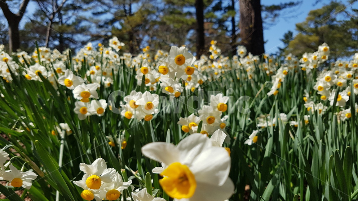 수선화,봄,꽃,spring,flower,narcissus,봄날,식물,자연