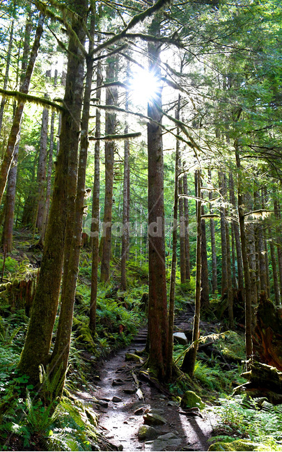 light,빛,flare,sunlight,햇빛,나무,녹색,식물,plant,vegetation,자연,풍경,nature,landscape,식물,plants,나무,trees,wood,휴식,힐링,rest,relaxation,healing