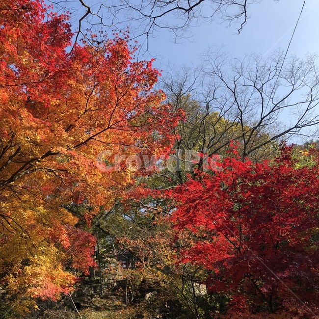단풍,단풍나무,노란,붉은,가을,season,fall,autumn,trees,단풍잎,하늘,맑음,푸른,산,광주,무등산,계절,자연,풍경,경치,가을,계절,fall,autumn,season,tree,나무,plant,식물,leaf,잎,maple
