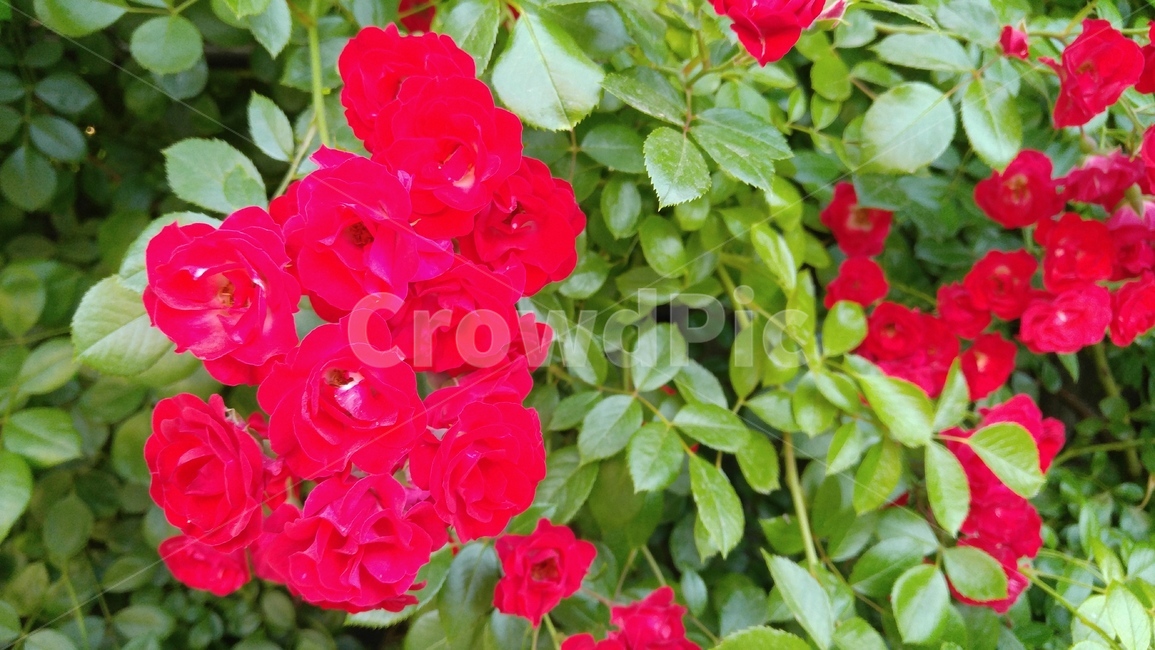 장미,붉은장미,꽃,붉은색,녹색,장미축제,식물,배경,감성,계절,사랑,rose,redroses,flower,red,green,rosefestival,flants,background,emotional,season,love