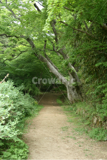 한국,길,숲길,산책,산보,푸른숲,자연,풍경,nature,landscape,outdoors,옥외,garden,정원,arbour,정자