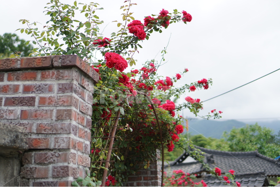 꽃,장미,풍경,일상,감성,동네,자연,식물,자연,plants,nature,꽃,flower