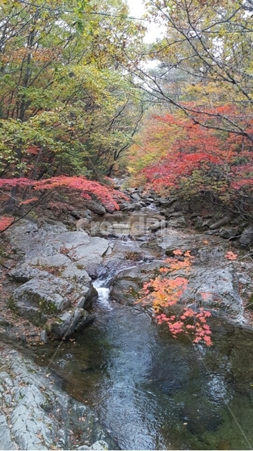 nature,자연,water,물,leaf,plant,식물,outdoors,옥외,creek,작은만,stream,흐름,계곡,설악산,가을풍경,단풍,바위