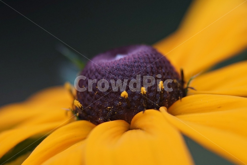 루드베키아,암술,수술,꽃,자연,식물,rudbeckia,pistil,nature,plants,식물,자연,plants,nature,꽃,flower