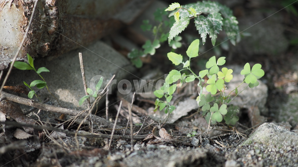 식물,잎사귀,그린,돌,plant