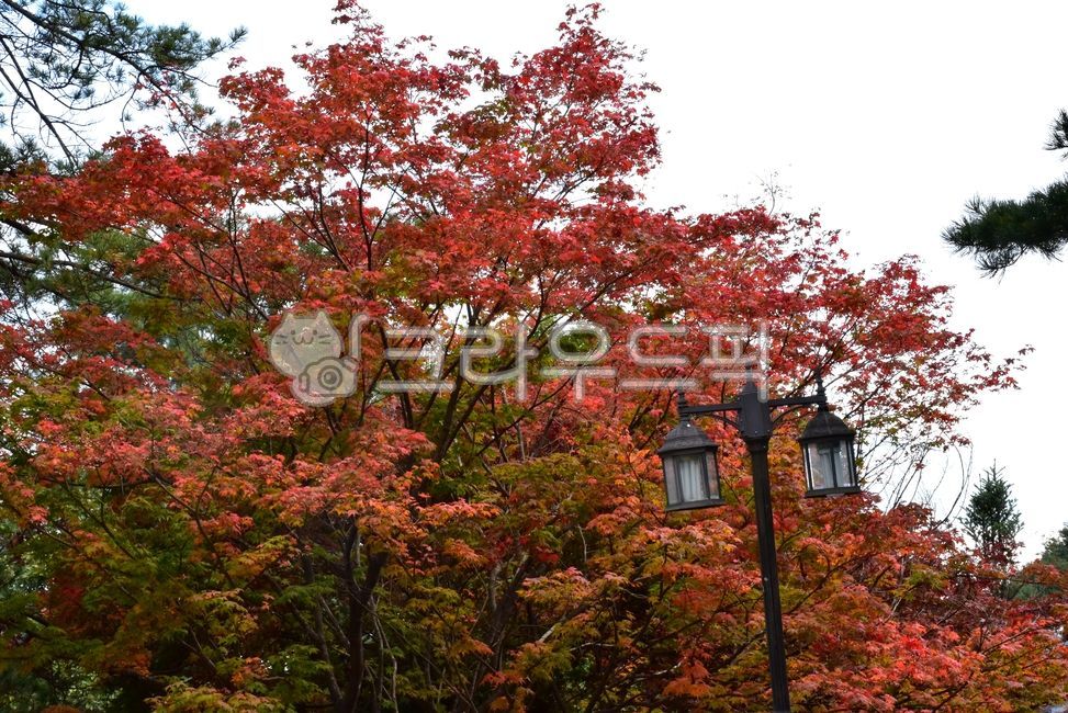 forest,tree,leaf,Street lamp,Red,outdoor,leaves,plant,maple,season,autumn,forest road,walk,Maple