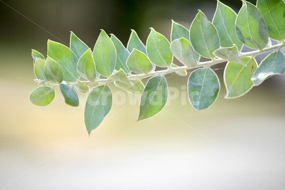 나뭇잎,초록,자연,식물,싱그러운,잎사귀,여름,봄,감성,식물,자연,plants,nature