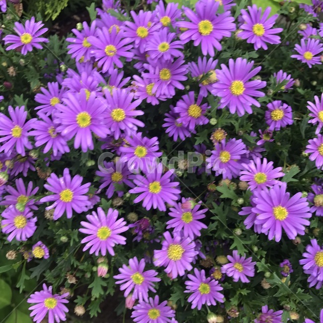 꽃,보라색,연보라,flower,purple,봄,식물,자연,plants,nature,꽃,flower