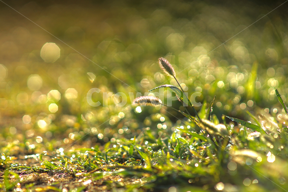 강아지풀,야생,들,식물,자연,이슬,식물,자연,plants,nature,휴식,힐링,rest,relaxation,healing
