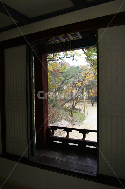 창덕궁후원,고궁,건축,전통건축,traditional,전통,가을,fall,나무,식물,plant,단풍,한국전통,한국문화,korean traditional,korean culture,건축물,건물외관,exterior,building,structure,architecture,construction