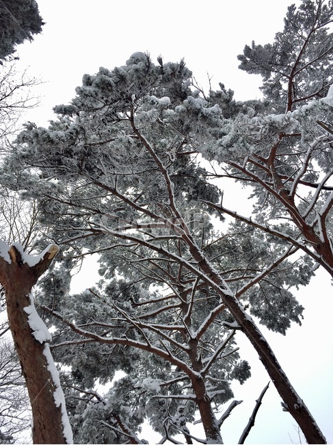 설경,무등산,소나무,겨울산,겨울,크리스마스,성탄절,nature,자연,outdoors,옥외,plant,식물,tree,나무,ice,빙