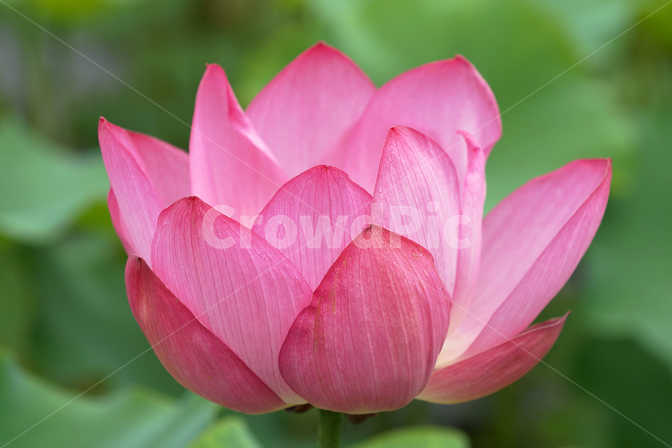 연꽃,여름,매크로,lotus,연꽃잎,식물,자연,plants,nature,꽃,flower