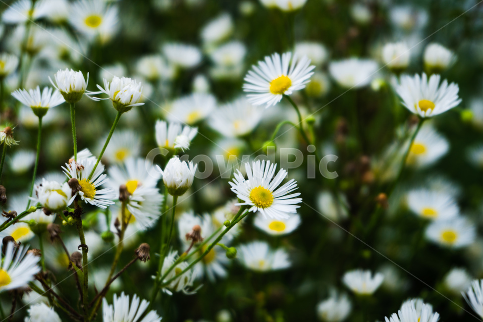 꽃,물망초,접사,하얀색,flower,myosotis