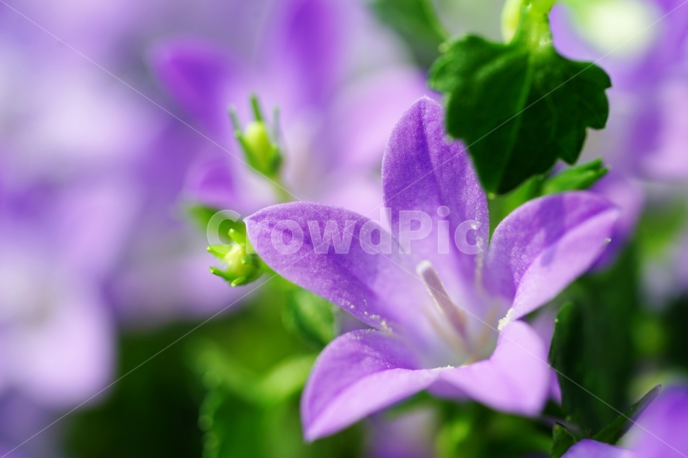 벨플라워,종꽃,봄꽃,화초,식물,자연,풍경,nature,landscape,식물,plants,꽃,flower,plant,blossom,geranium,제라늄