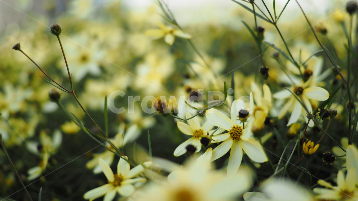 야생화,꽃,식물,wildflower,flower,plant,blossom,들꽃,식물,자연,plants,nature,꽃,flower