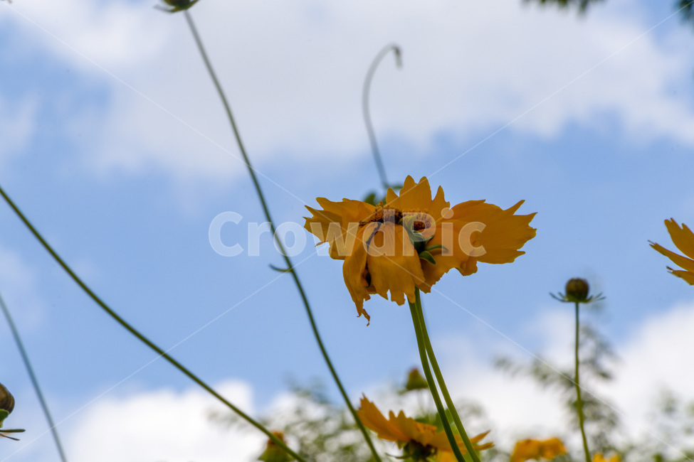 국화,해국,꽃,chrysanthemum,flower