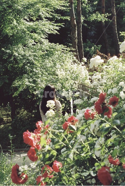 자연,감성,감성사진,장미,인물,장미꽃,꽃,필름,필름카메라,필름사진,feeling,sensible,color,colorsensitivity,emotional,rose,flower,plant,film,filmcamera,nature