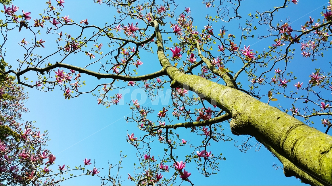 목련,목련꽃,자주색목련,자목련,봄꽃,식물,자연,plants,nature,꽃,flower