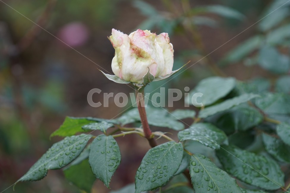 장미,꽃,rose,식물,자연,백장미,화이트,그린,flower,장미꽃,nature,식물,자연,plants,nature,꽃,flower