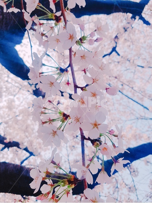 벚꽃,꽃,봄,나무,식물,봄,계절,spring,season,식물,자연,plants,nature,꽃,flower,plant,blossom