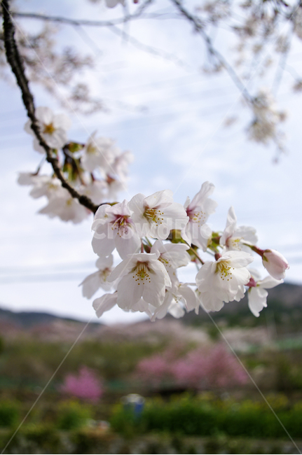 벚꽃,봄,나무,식물,flower,plant,봄,계절,spring,season,식물,자연,plants,nature,꽃,flower,blossom
