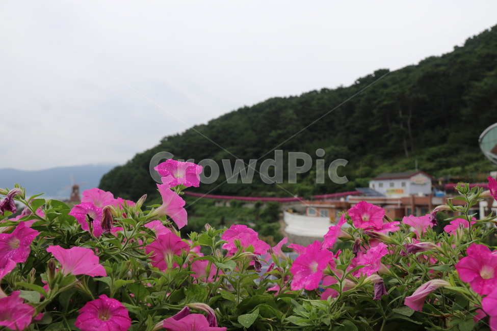 꽃길,붉은꽃,자연,산,식물,plant,flower,blossom,꽃,자연,풍경,nature,landscape,geranium,제라늄