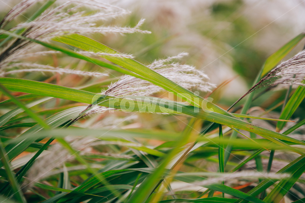 갈대,가을,식물,자연,초록,억새,가을,계절,fall,autumn,season,식물,자연,plants,nature,grass,잔디,plant,lawn,reed