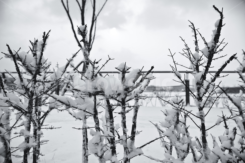 겨울,흰눈,나무,화살나무,울타리,자연,겨울,계절,winter,season