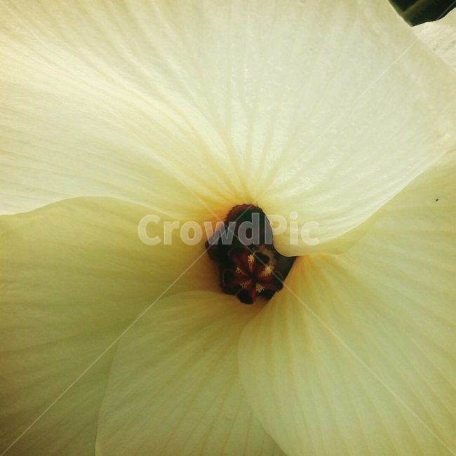 꽃,자연,내추럴,natural,닥풀꽃,아이보리,한해살이풀,배경,배경이미지,배경화면,색감,바탕,텍스쳐,질감,패턴,이미지,식물,자연,plants,nature,꽃,flower