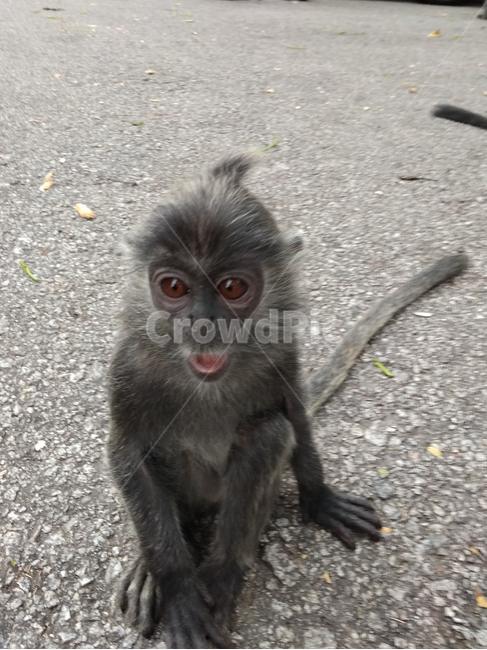 말레이시아,쿠알라셀랑고르,bukitmelawati,검은긴꼬리원숭이,아기원숭이,원숭이