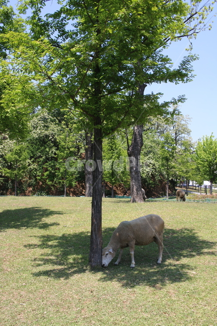 양,양떼목장,sheep,공원,동물,동물,animal,포유류,mammal