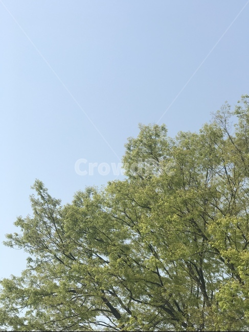 하늘,나무,자연,풍경,tree