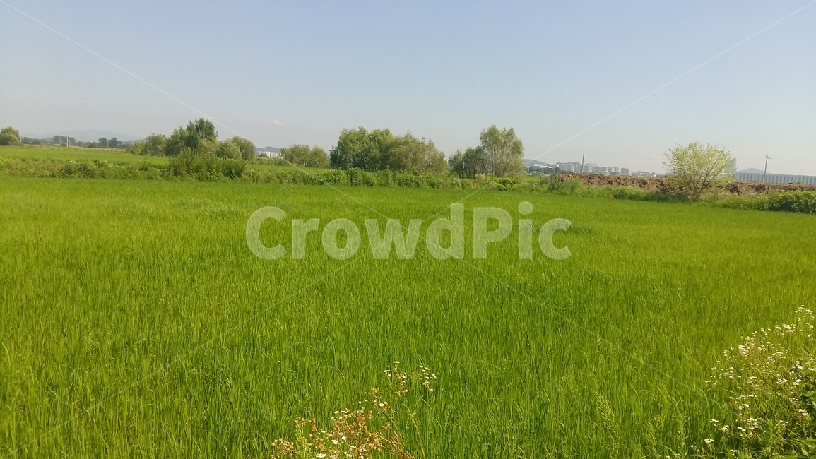 논풍경,농수로,벼,들판,논,자연,풍경,nature,landscape,field,들,grassland,목초지,outdoors,옥외,paddy field,패디 필드