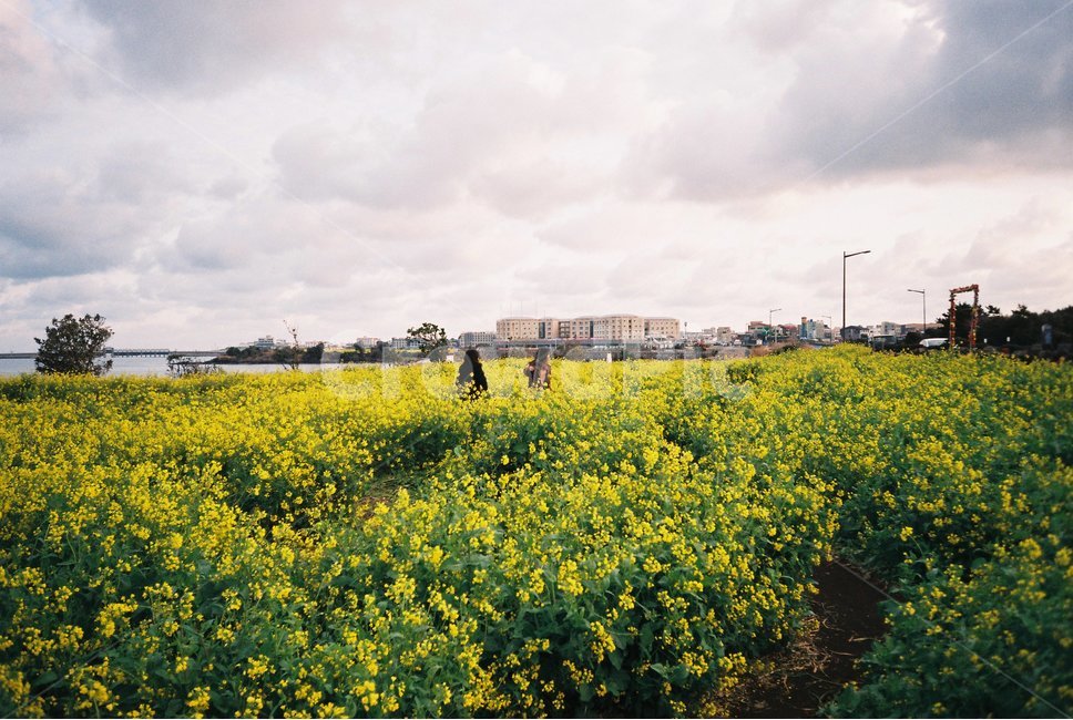 outdoors,옥외,field,들,자연,nature,grassland,farm,농장,countryside,한지방,목초지,meadow,농촌,rural,제주도,유체꽃,꽃