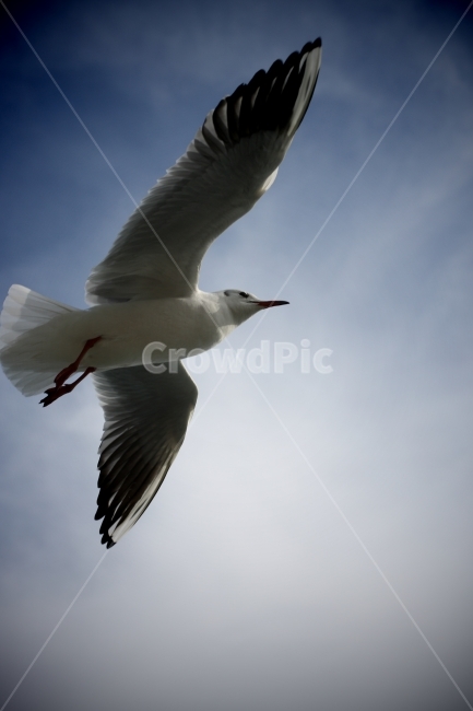 갈매기,새,하늘,해운대,부산,동물,동물,animal,조류,새,birds