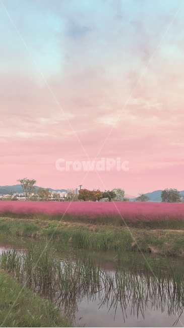 nature,자연,land,핑크뮬리,공원,outdoors,국내,안동,호수,노을,꽃밭,꽃,가을,계절,fall,autumn,season,옥외,땅