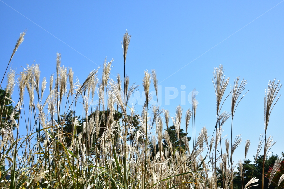 억새,억새풀,흰억새,물억새,벼과식물,억새축제,가을,가을풍경,산,자연,쓸쓸함,가을,계절,fall,autumn,season,grass,잔디,plant,식물,lawn