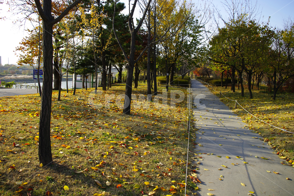 autumn,가을,나무,단풍,식물,길,가을,계절,fall,autumn,season,자연,풍경,nature,landscape,tree,plant,path,통로,tree trunk,나무 줄기