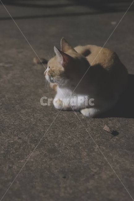 고양이,길냥이,길고양이,식빵자세,고양이옆모습,동물,cat,동물,animal,포유류,mammal,고양이,cat,kitten,kitty