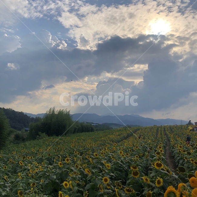 자연,nature,해바라기,하늘,밭,식물,자연,풍경,nature,landscape,field,들,grassland,목초지,outdoors,옥외