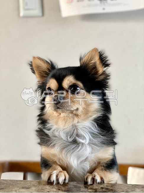 강아지,치와와,장모치와와,반려견,개,puppy,dog,pet,animal,동물