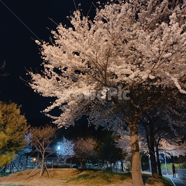 flower,blossom,꽃,cherryblossom,벚꽃,봄,spring,감성사진,feeling,식물,plant,감성,sensible,계절,season,색상,색깔,색감,color,자연,nature,옥외,outdoor,나무,tree,풍경,landscape,야경,밤,night,nightscape